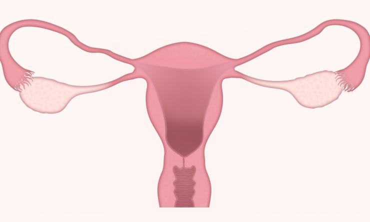 Drawing of a uterus