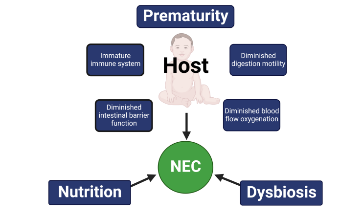 The major risk factors for NEC include prematurity, gut dysbiosis and nutrition.