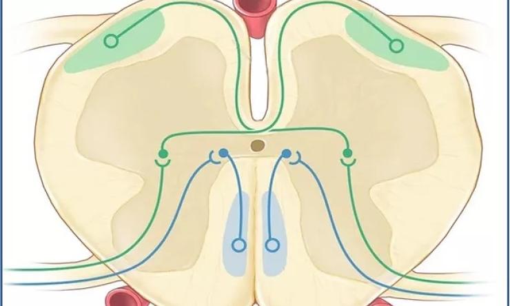 Ascending pain pathways in the spinal cord Ascending pain pathways in the spinal cord