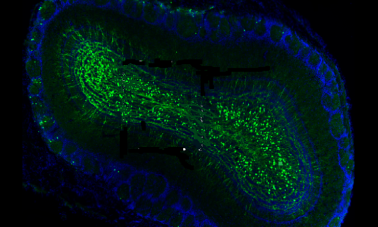 Oxytocin receptor is dynamically expressed (green) in developing adult-born neurons in the olfactory bulb of the brain.