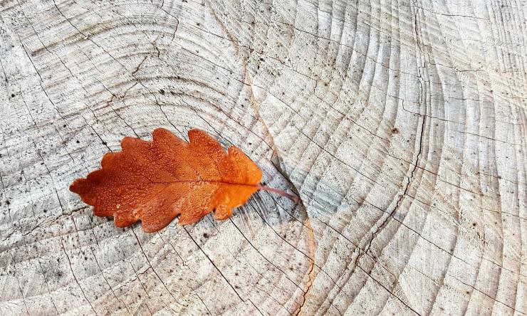 Image of an orange leaf on a wood stump to symbolize fall.
