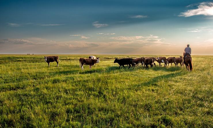 A photo of cows being herded by a man on a horse 