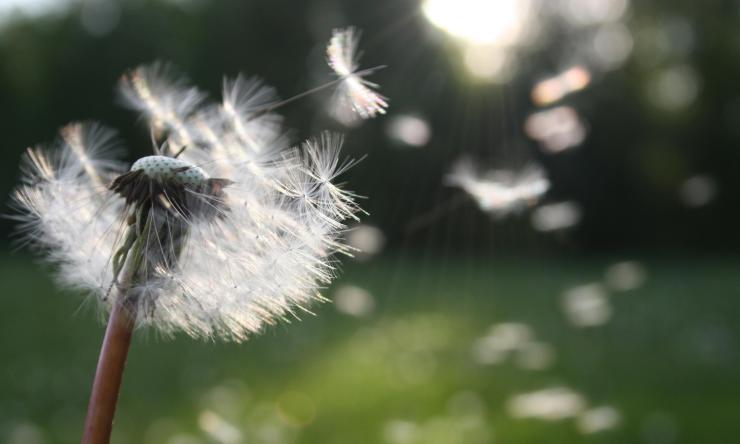 Close up of dandelion with its seeds blowing in the wind. 