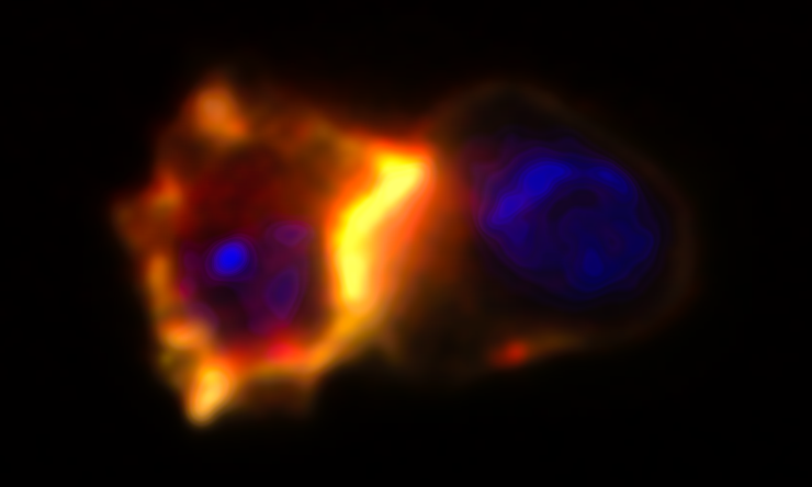 A CAR T cell (left) recruits membrane lipid rafts (yellow/red) to the immune synapse formed with a glioblastoma brain cancer cell (right)