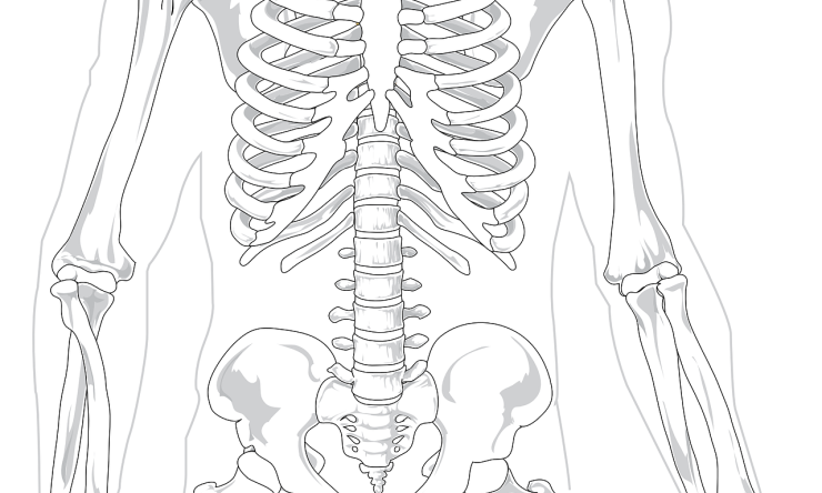 A drawing of a skeleton