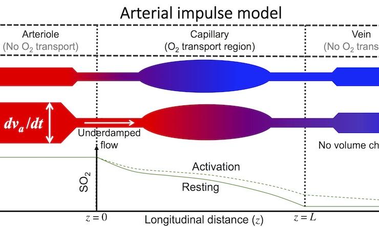 Arterial Impulse Model