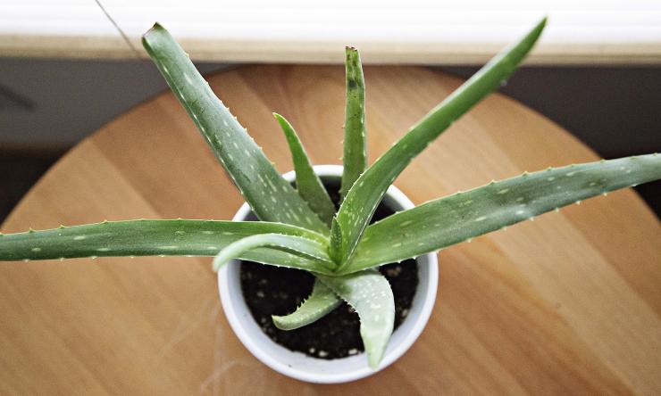 Using Aloe Vera Has Multiple Benefits Using Aloe Vera Has Multiple Benefits