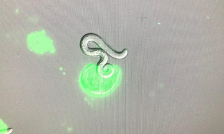 Ascaris Ascaris with flourescent
