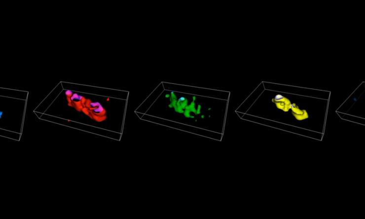 3-D imaging of the E. coli genome by chromosome painting