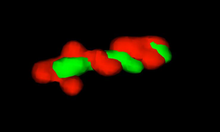 bateslabpainting2 1200x520 Left (red) and right (green) chromosome arms in E. coli.