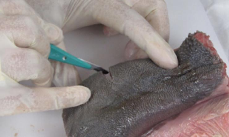 Beef Tongue-Laceration Repair