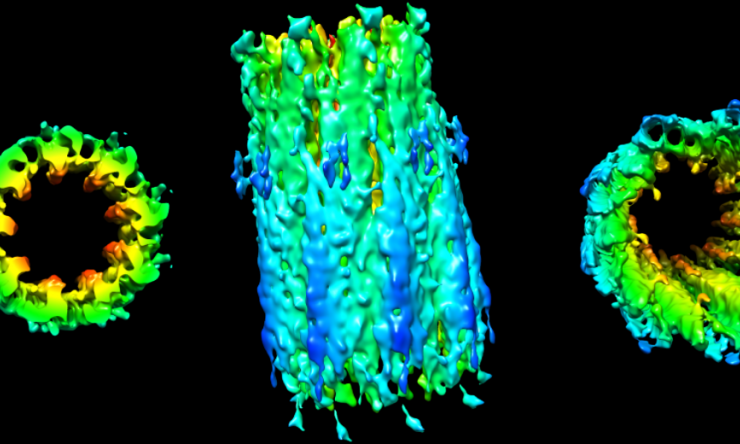 3D structure of a daughter centriole from a mouse rod sensory cilium, determined by cryo-electron tomography and sub-tomogram averaging.