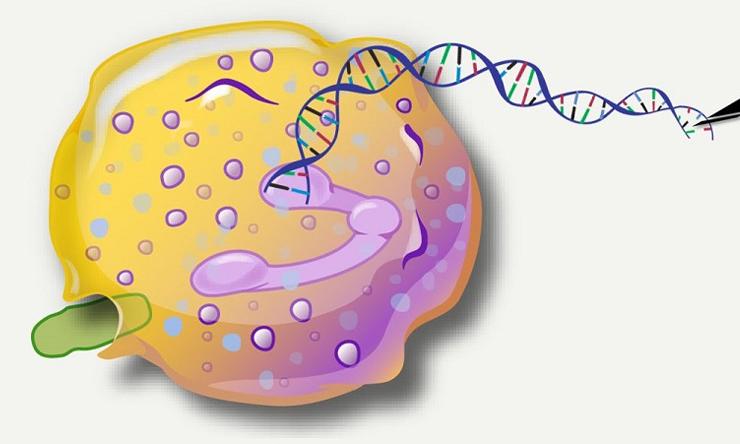 Graphic representation of DNA editing