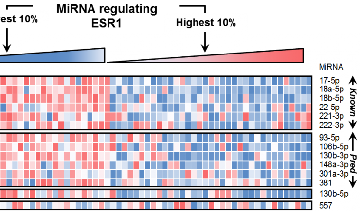 Cupid microRNA-target prediction was verified using high-throughput protein expression experiments.