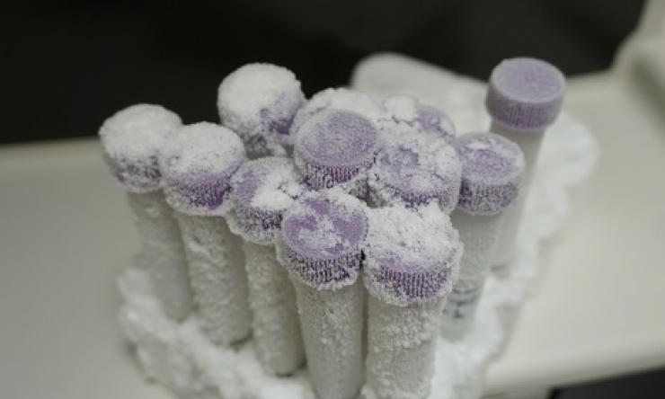frozen tubes