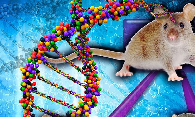 Mouse models of human genetic conditions are valuable tools to better understand and potentially treat human diseases.