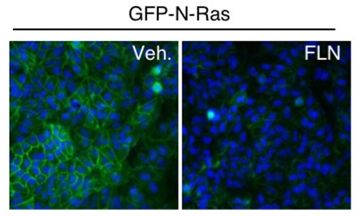 This microscopy image shows mammalian epithelial cells expressing N-Ras tagged with a green fluorescent protein. The green signal can be detected at the cell periphery where N-Ras normal resides (left). The blue color marks the nucleus of the cell.