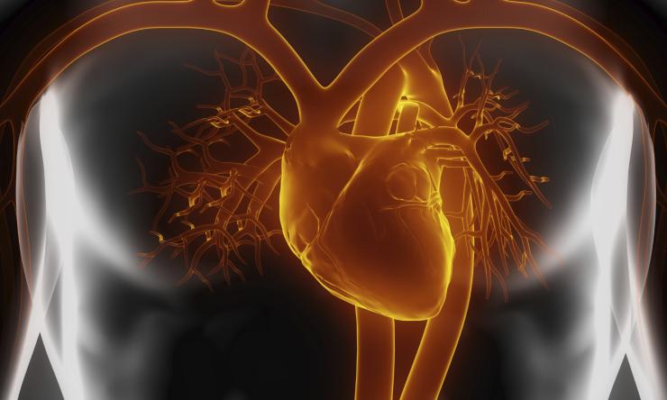 Findings may promote adult heart tissue regeneration