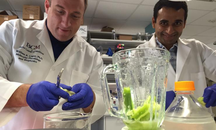 Dr. Lagor and Rajat Gupta purify the Cel-I nuclease from celery for genome editing assays.