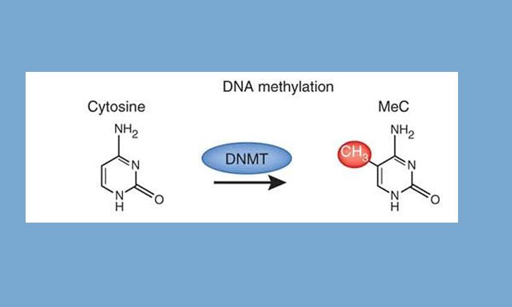 Whole Genome Bisulfite Sequencing