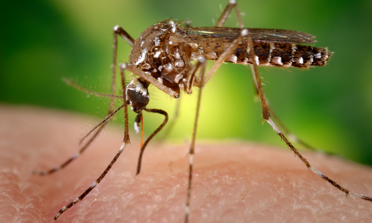 Dr. Peter Hotez says eradicating mosquito populations will help control the spread of the Zika virus.