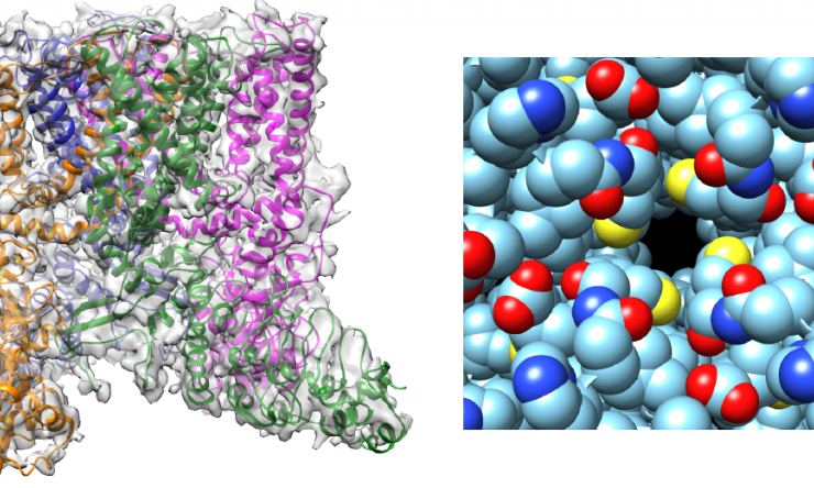 Ribbon diagram of side view, and space-filling model of view from outside cell of TRPV2 an important cation channel required for autoregulation of blood flow.