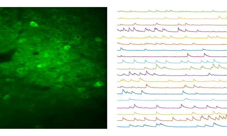 We combine calcium imaging with other labeling and perturbation techniques to link activity patterns to circuit nodes. Neurons in this image are transduced with a genetically encoded calcium indicator, GCaMP6.