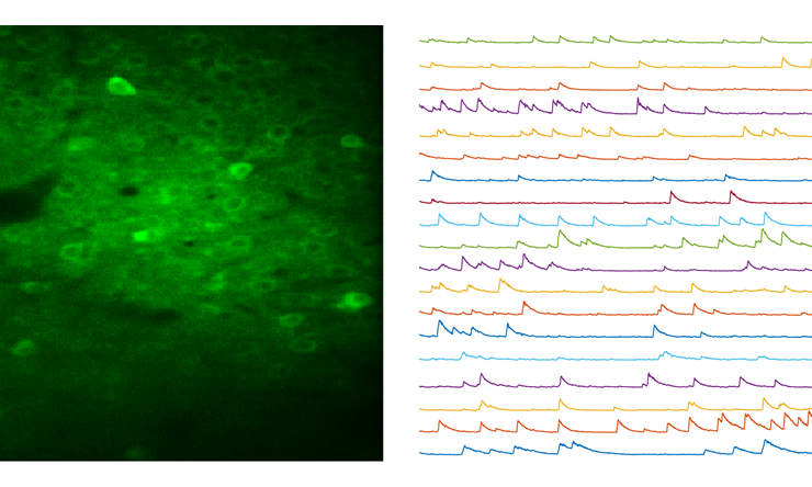 Two-photon Imaging We combine calcium imaging with other labeling and perturbation techniques to link activity patterns to circuit nodes. Neurons in this image are transduced with a genetically encoded calcium indicator, GCaMP6.